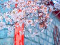 银川伊翔旅行社有限公司