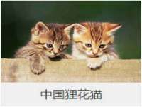银川伊翔旅行社有限公司