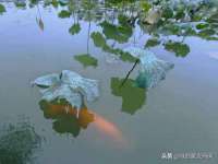 银川伊翔旅行社有限公司