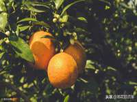 银川伊翔旅行社有限公司
