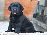 银川伊翔旅行社有限公司